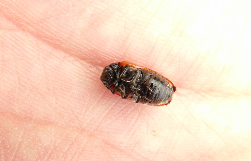 Chrysomelidae: Clytra laeviuscula